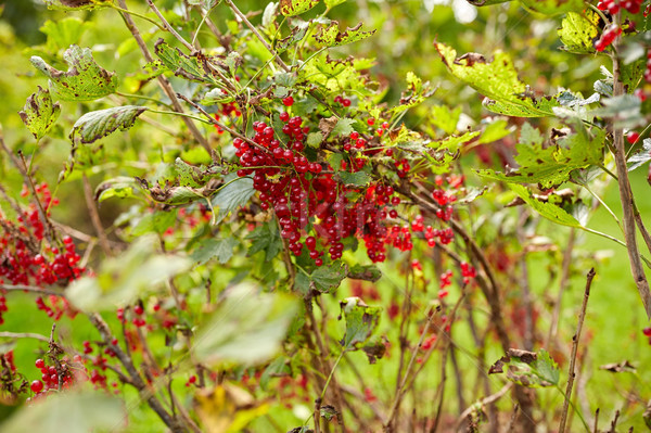 赤 スグリ 茂み 夏 庭園 自然 ストックフォト © dolgachov