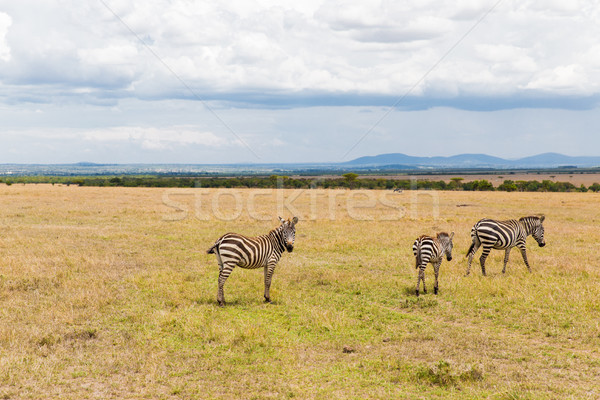 herd of zebras grazing in savannah at africa Stock photo © dolgachov