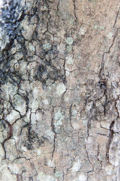 Casca textura árvore madeira floresta Foto stock © dolgachov