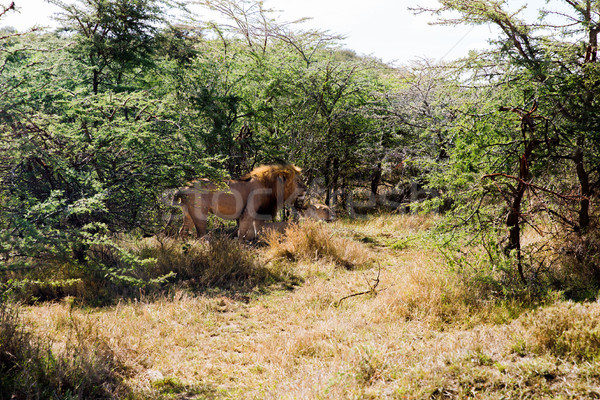 pride of lions resting in savannah at africa Stock photo © dolgachov