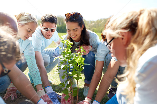 Foto stock: Grupo · voluntarios · árbol · parque · voluntariado