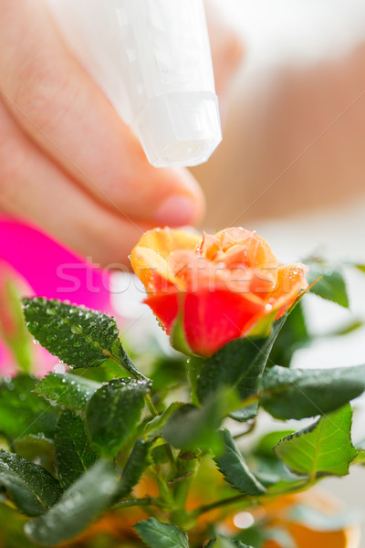 close up of woman hand spraying rose flower Stock photo © dolgachov