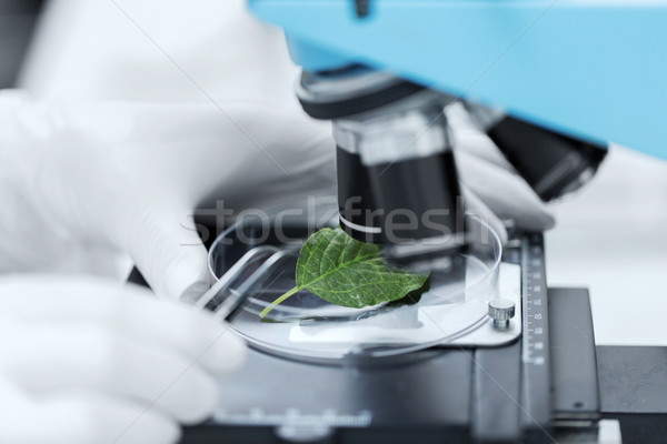 close up of hand with microscope and green leaf Stock photo © dolgachov