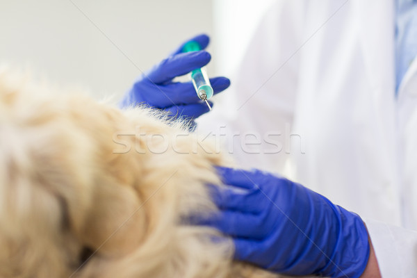 Veterinario vacuna perro clínica Foto stock © dolgachov
