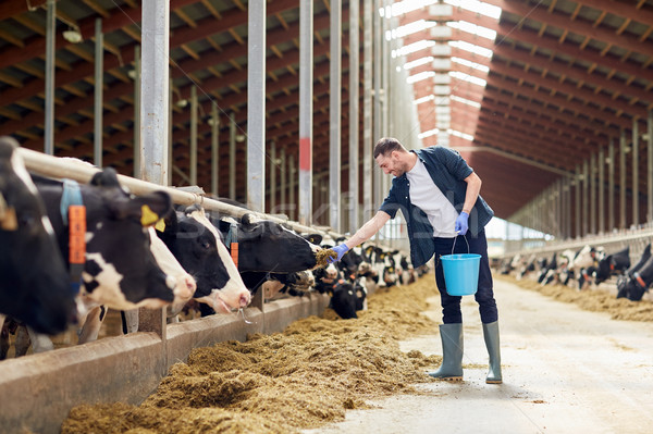 man feeding cows with hay in cowshed on dairy farm Stock photo © dolgachov