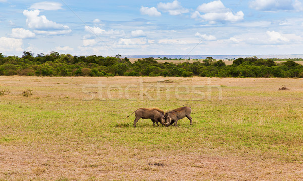 warthogs fighting in savannah at africa Stock photo © dolgachov
