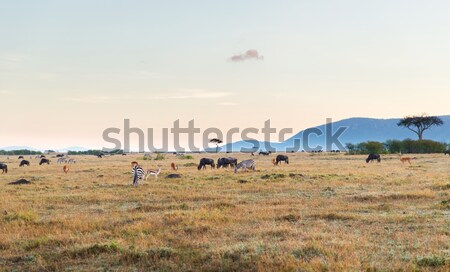 Gruppe Pflanzenfresser Tiere Savanne Afrika Tier Stock foto © dolgachov