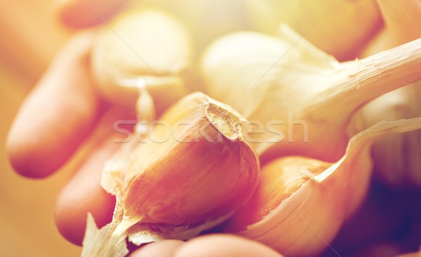 close up of woman hands holding garlic Stock photo © dolgachov