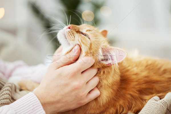 Közelkép tulajdonos piros macska ágy otthon Stock fotó © dolgachov