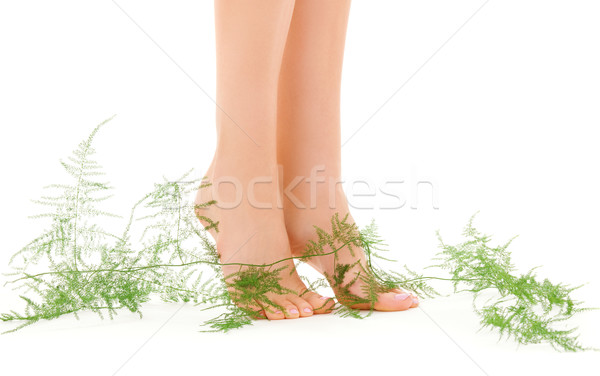 female legs with green plant Stock photo © dolgachov