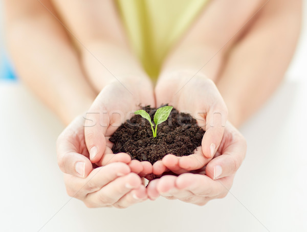 close up of child and parent hands holding sprout Stock photo © dolgachov