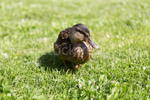 duck walking on green summer meadow Stock photo © dolgachov