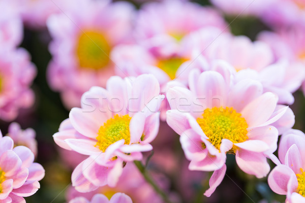 close up of beautiful pink chrysanthemum flowers Stock photo © dolgachov