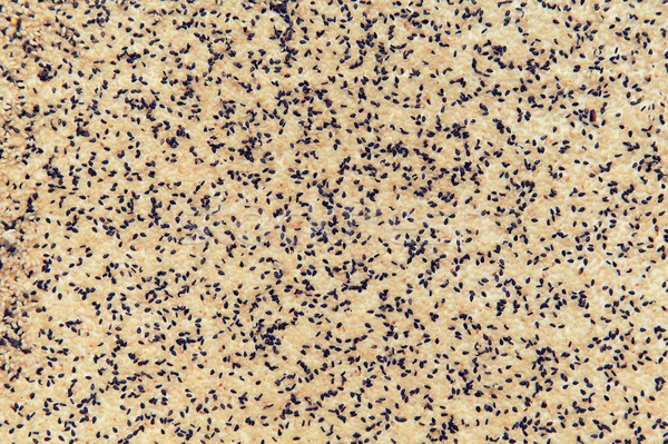 sesame seeds texture Stock photo © dolgachov