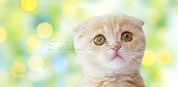 close up of scottish fold kitten over green lights Stock photo © dolgachov