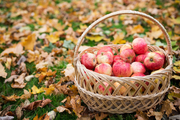 商業照片: 籃· 成熟 · 紅色 · 蘋果 · 秋天