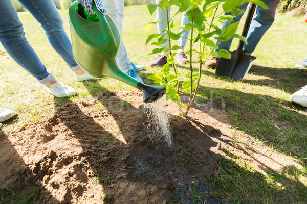 Stock photo: group of volunteers planting tree in park