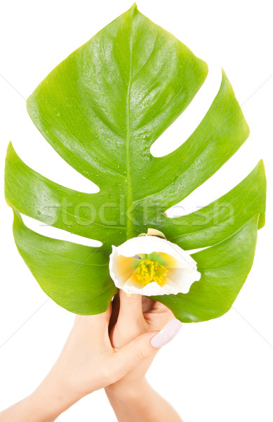 female hands with green leaf and flower Stock photo © dolgachov