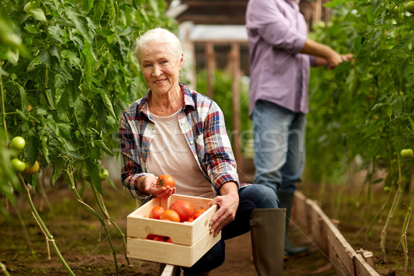 old woman picking tomatoes up at farm greenhouse Stock photo © dolgachov