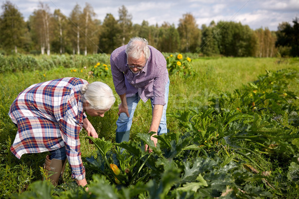 Szczęśliwy starszy para miąższ ogród bed gospodarstwa Zdjęcia stock © dolgachov