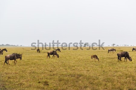 wildebeests grazing in savannah at africa Stock photo © dolgachov