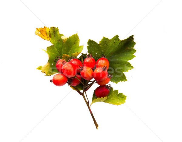 hawthorn bunch with red ripe berries Stock photo © dolgachov