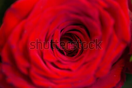 close up of beautiful red rose flower Stock photo © dolgachov