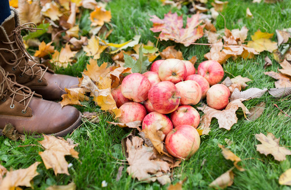 Mujer pies botas manzanas hojas de otoño Foto stock © dolgachov