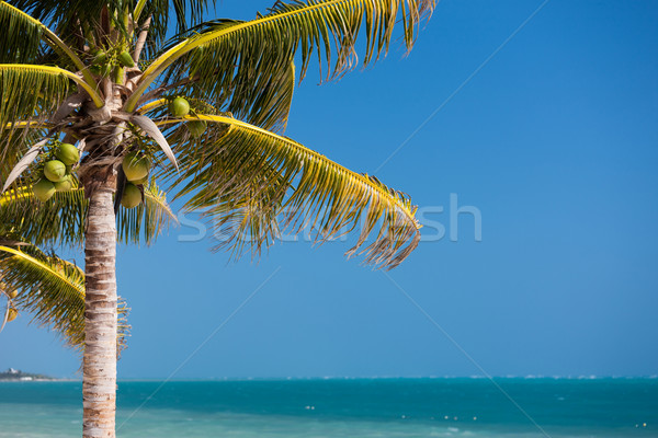 palm tree over blue sky with white clouds Stock photo © dolgachov