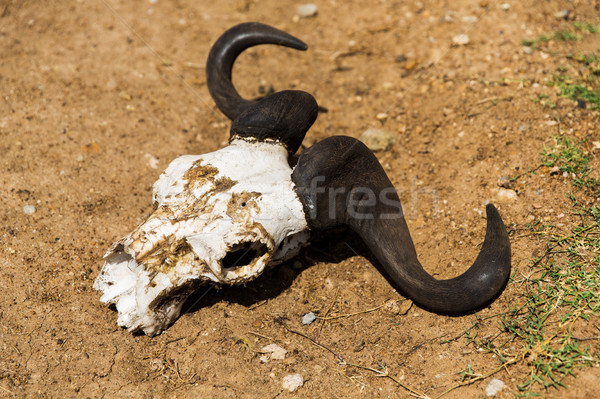 wildebeest skull with horns on ground Stock photo © dolgachov