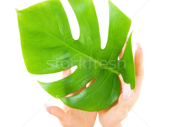 female hands with green leaf Stock photo © dolgachov