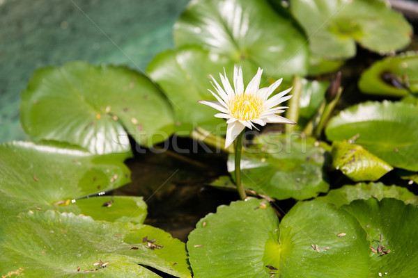 white water lily in pond Stock photo © dolgachov