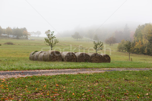 haystacks or hay rolls on summer field Stock photo © dolgachov