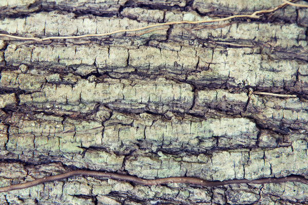 Boomstam schors textuur bos achtergrond huid Stockfoto © dolgachov