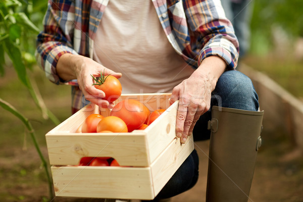 Foto d'archivio: Senior · donna · pomodori · farm · serra