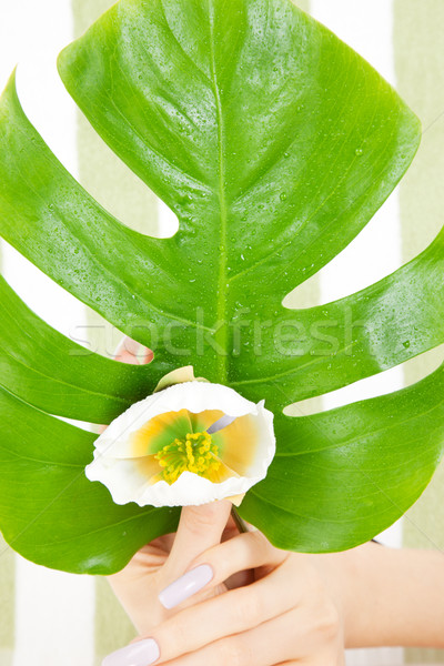 female hands with green leaf and flower Stock photo © dolgachov