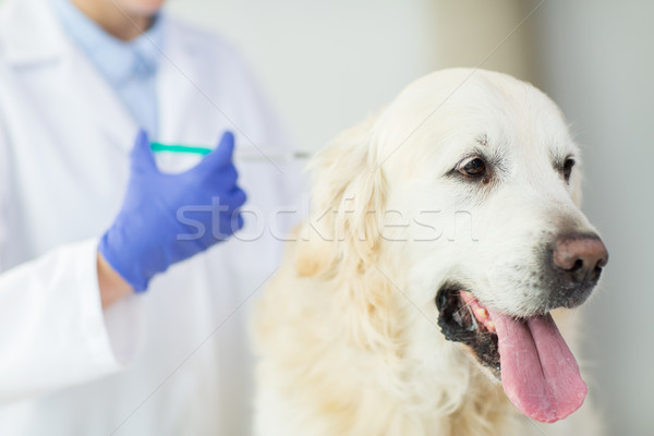 close up of vet making vaccine to dog at clinic Stock photo © dolgachov