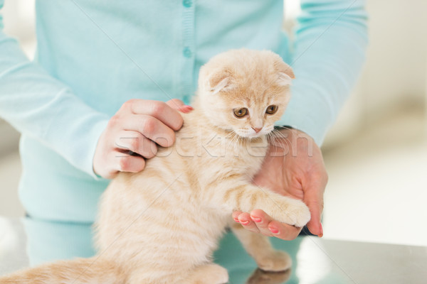 close up of scottish fold kitten and woman Stock photo © dolgachov