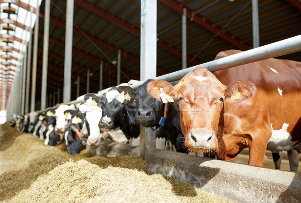 herd of cows in cowshed on dairy farm Stock photo © dolgachov