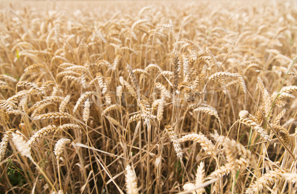 Stock photo: field of ripening wheat ears or rye spikes