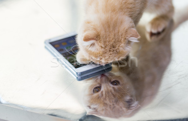 close up of scottish fold kitten with smartphone Stock photo © dolgachov