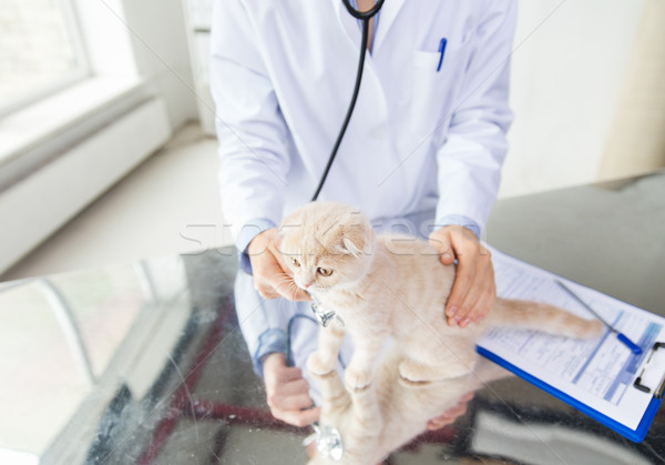 Stok fotoğraf: Veteriner · kedi · yavrusu · klinik · tıp · evcil · hayvan