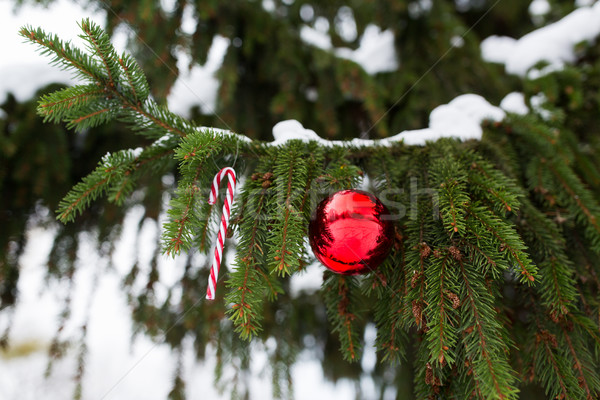 Stock photo: candy cane and christmas ball on fir tree branch