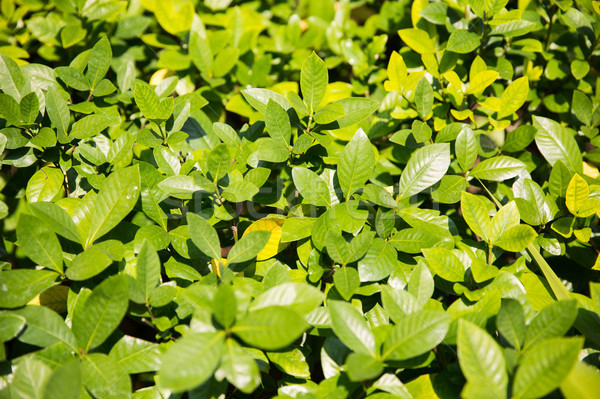 Stock photo: tea plantation field on Sri Lanka