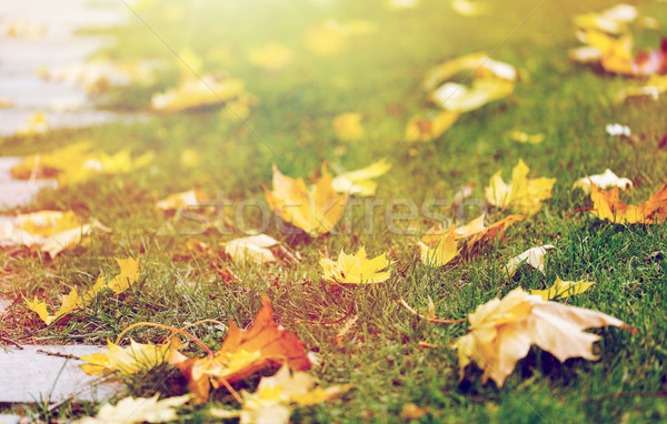 fallen autumn maple leaves on green grass Stock photo © dolgachov