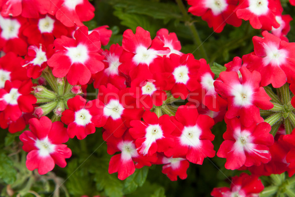 Hermosa flores rojas verano jardín jardinería botánica Foto stock © dolgachov