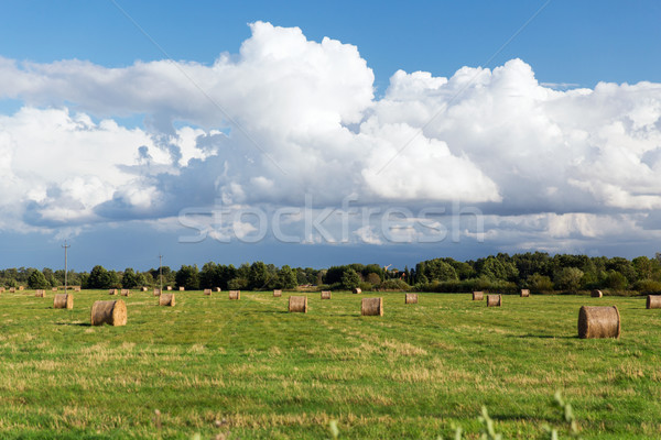 haystacks or hay rolls on summer field Stock photo © dolgachov