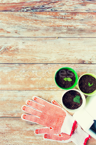 close up of seedlings and garden gloves Stock photo © dolgachov