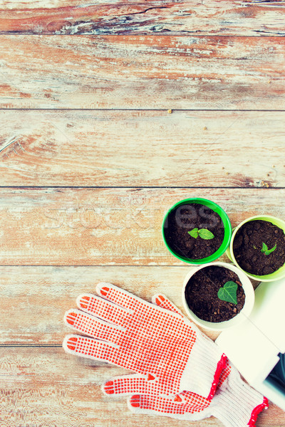 Plántulas jardín guantes jardinería Foto stock © dolgachov