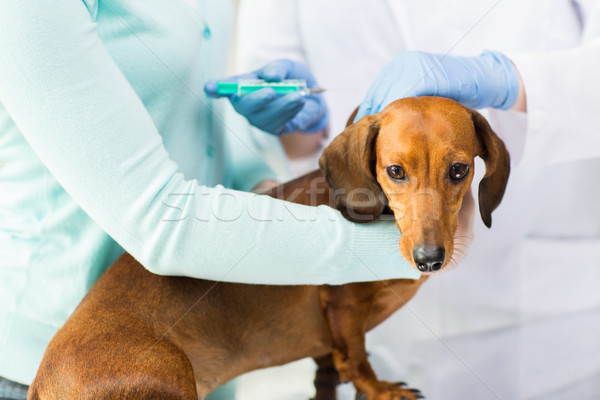 [[stock_photo]]: Vétérinaire · vaccin · chien · clinique